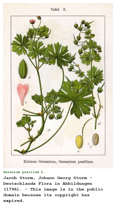 Geranium pusillum L.